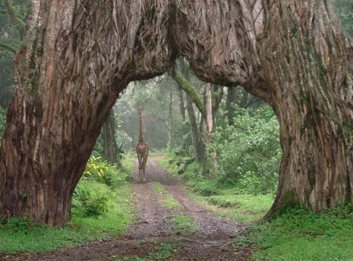 arusha national park