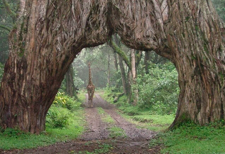 arusha national park 1