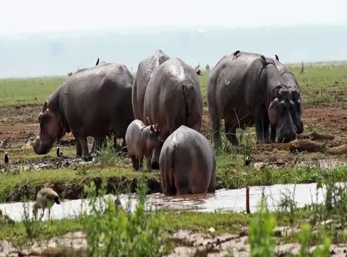 hippos on lake manyara national