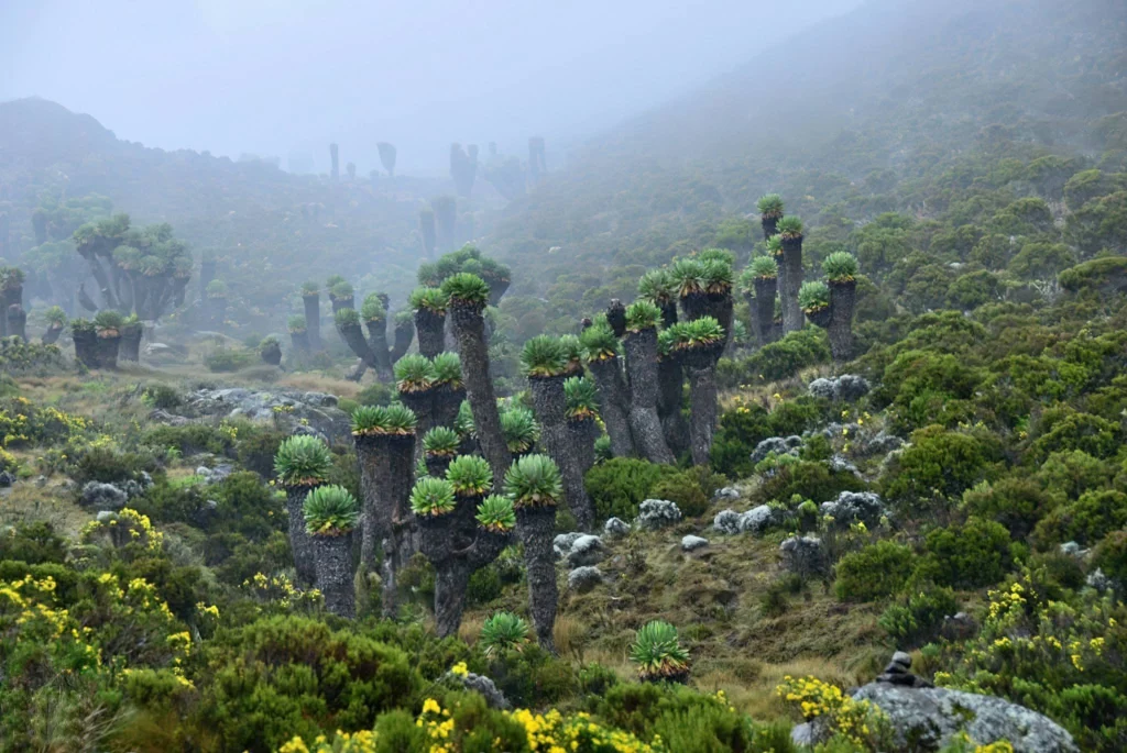 mount kilimanjaro endemic plants senecio