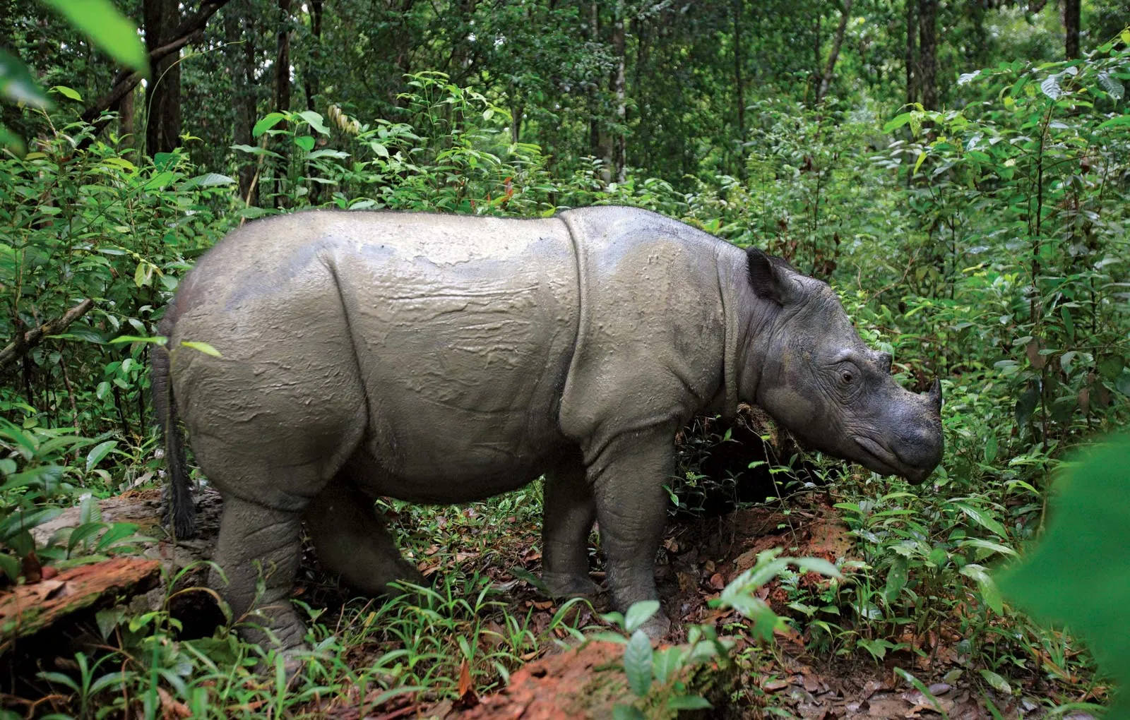 sumatran rhinoceros wildlife sanctuary indonesia sumatra