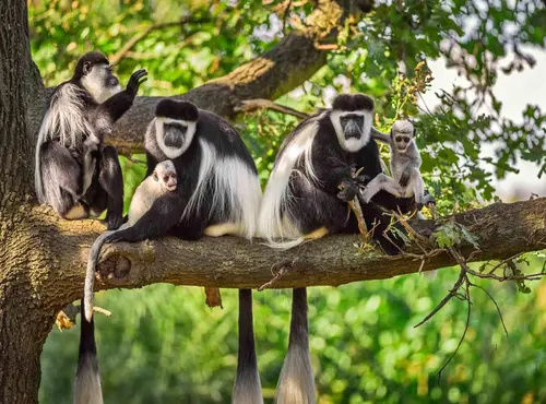 colobus aap 1 1