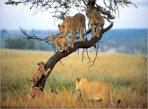 lions on tree at serengeti national park