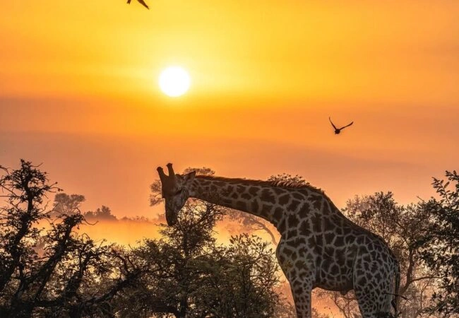 1746441359121 650x450