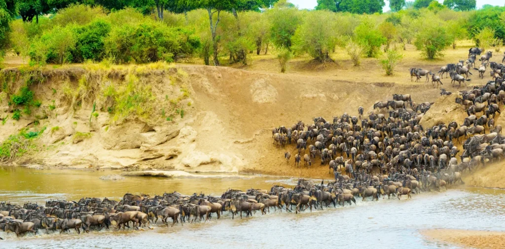 The Great Migration