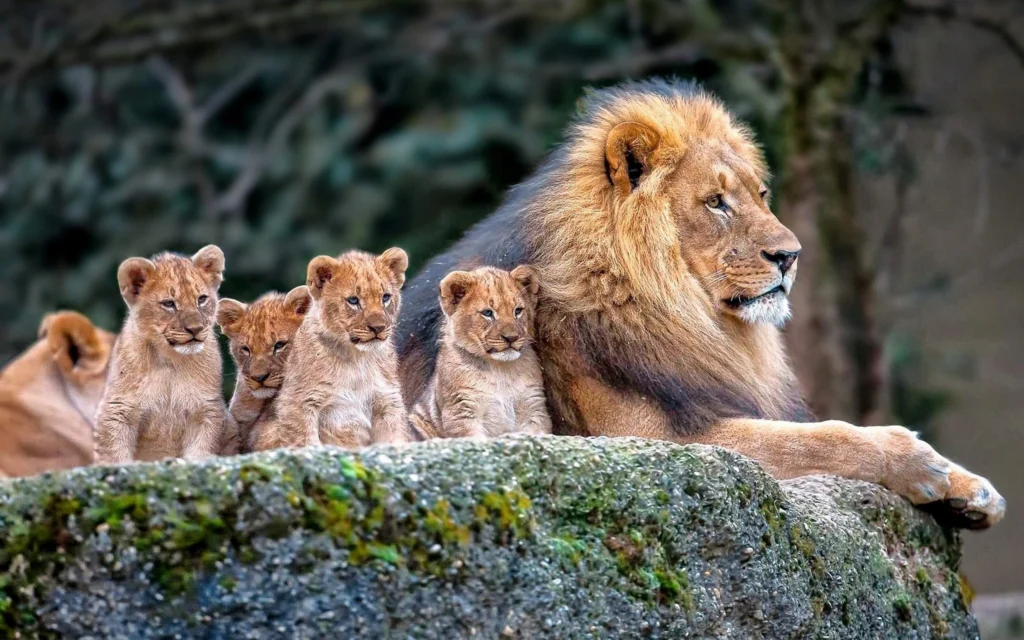lion family 5